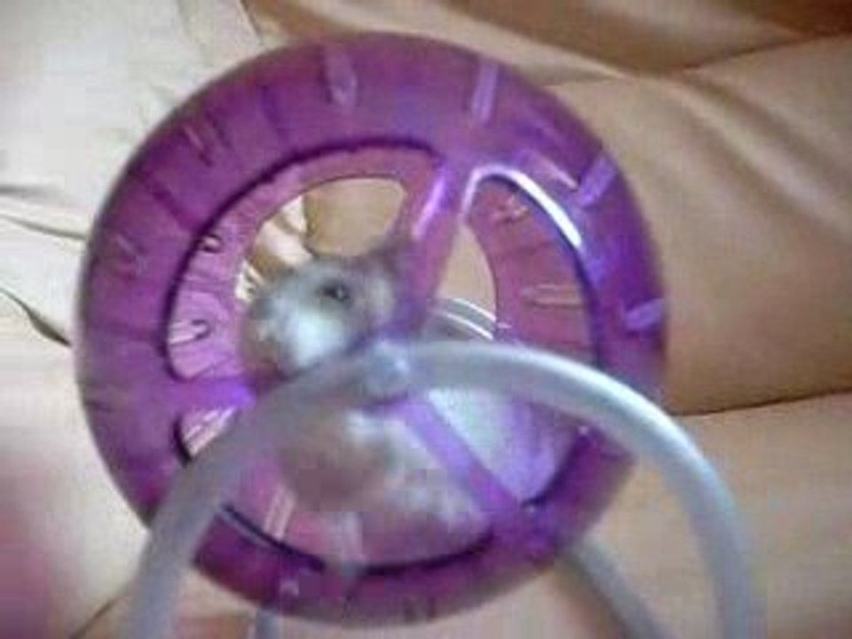 Speedy mon ptit hamster
