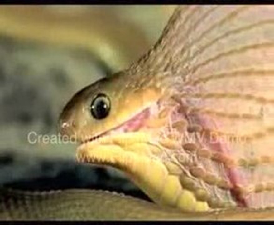 SNAKE EATING AN EGG / Yılan Yumurtayı Yuttu