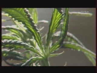 Reportage Arte - Le Chanvre une plante... 3/3