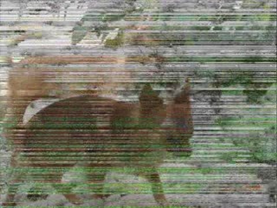 Joyeux anniversaire Bounty