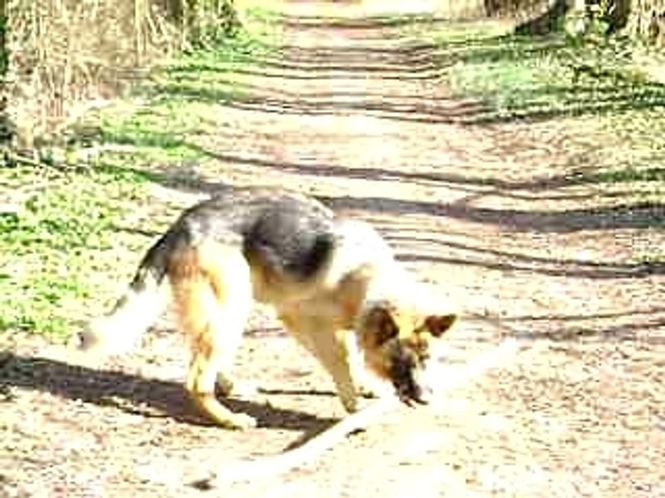 Duck 01duck toujours en balade au bord de l'Yonne