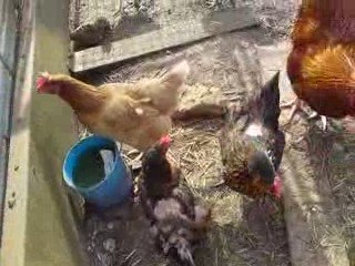 Coq dans poulailler