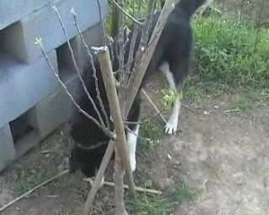 Présentation kennel_0002