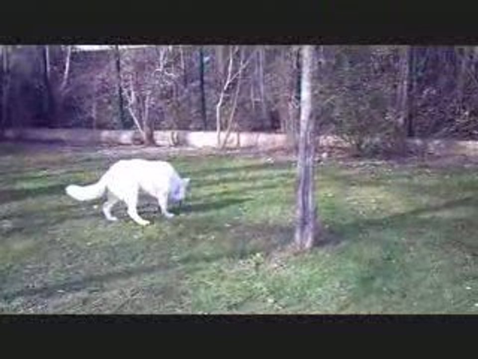 Moi, Denzo, 8 mois et en forme !