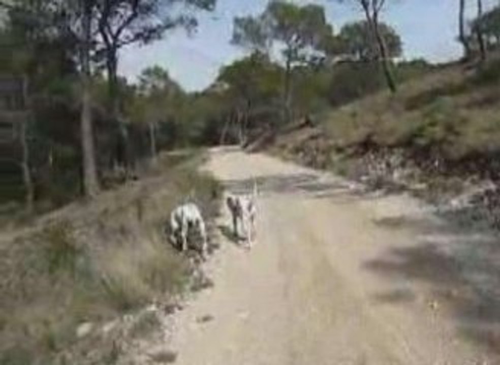 Sultane et Diva 29 03 2009