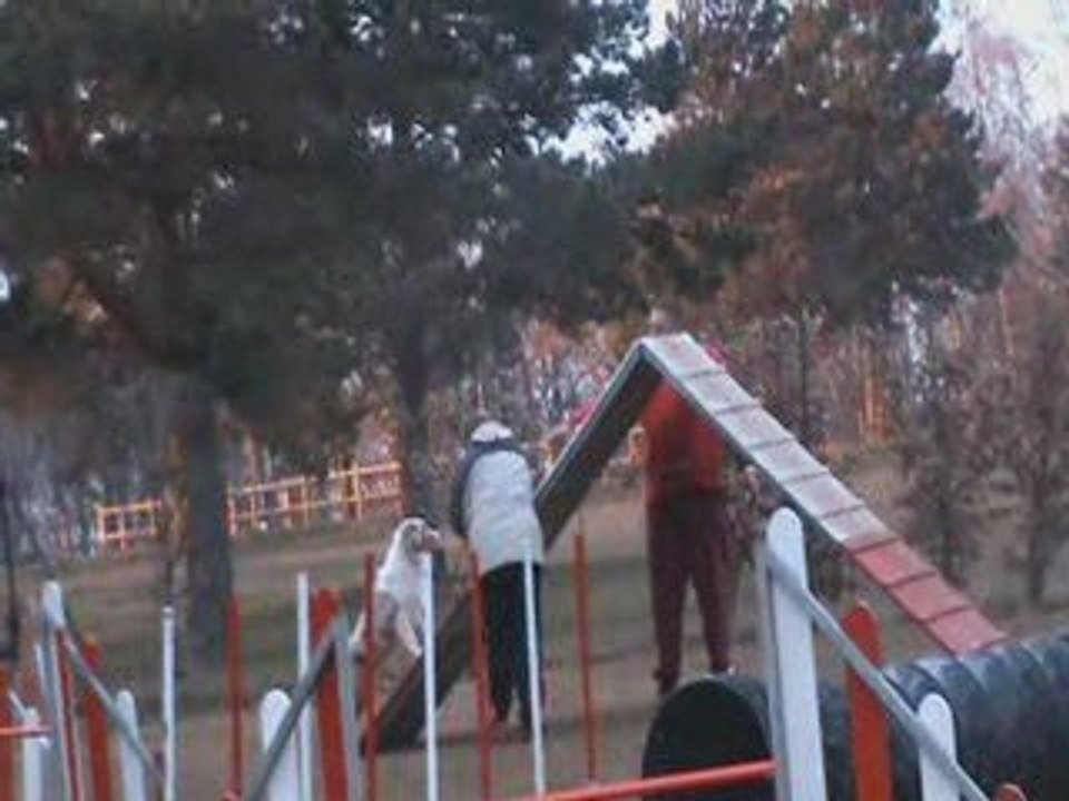 1er pas en agility