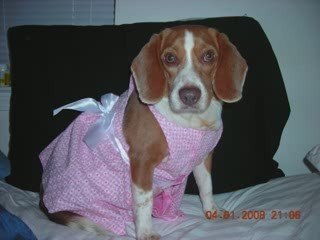 Beagle Dog and Beagle Puppy Pictures