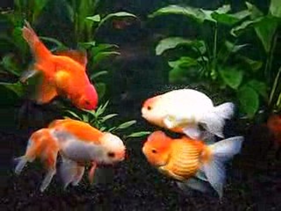 Mes poissons rouges japonais 01.04.09