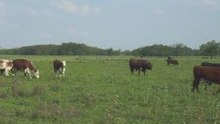 Campo en  Villar Pcia de Bs. As.