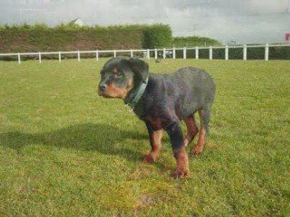 Les chiots schaina