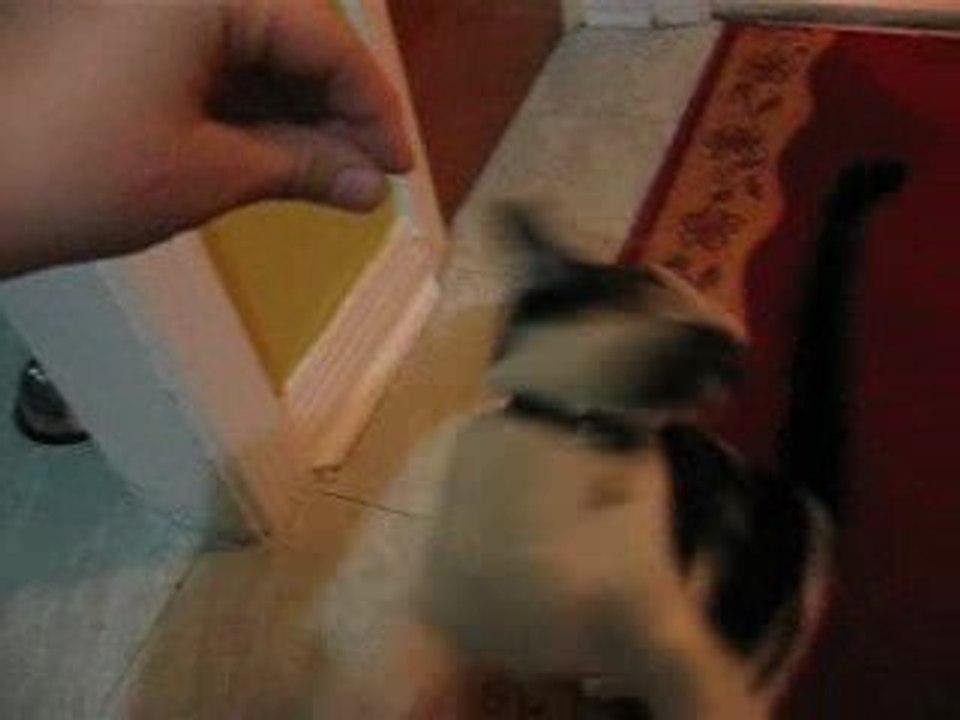 chat qui mange un poussin