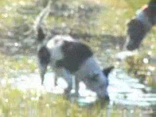 chiens dans les prés inondés