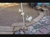 Une intervention des poulets qui marche
