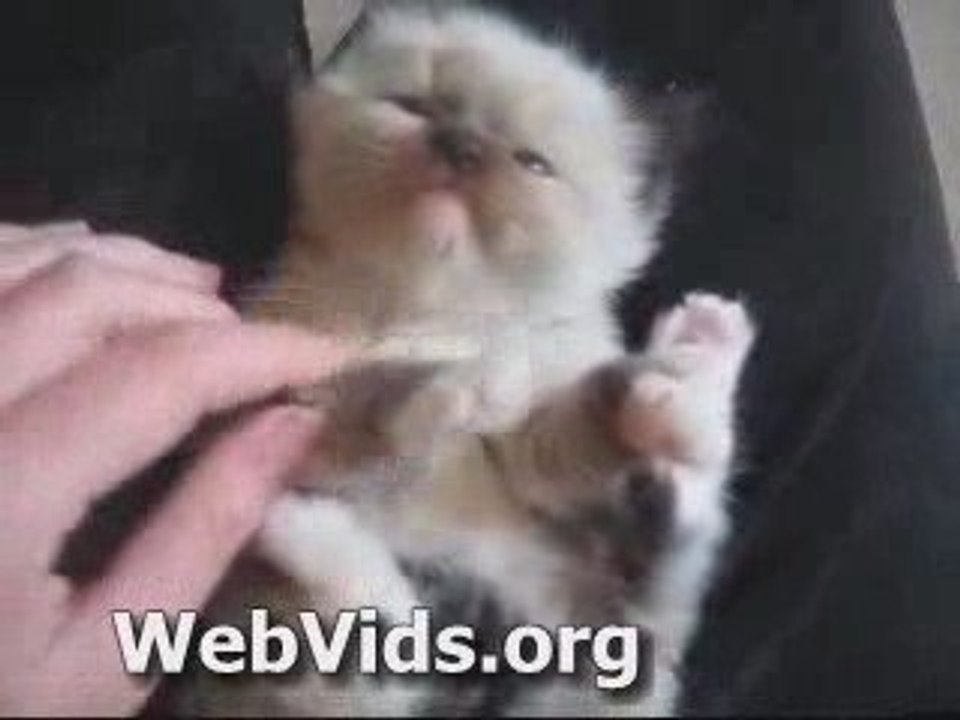 Cute Kitten