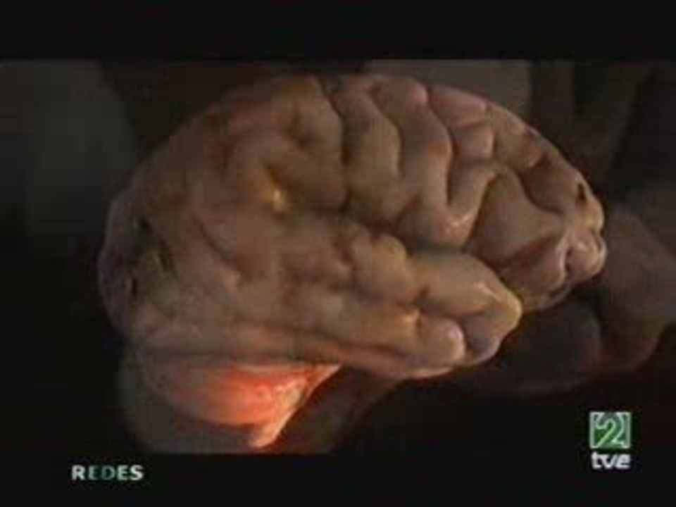 Cerebro: Razon vs emocion