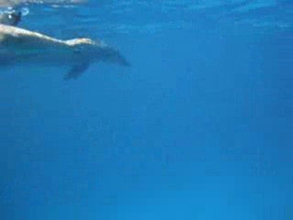 Delphin-schwimmen