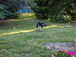 Kooky se mort la queue...