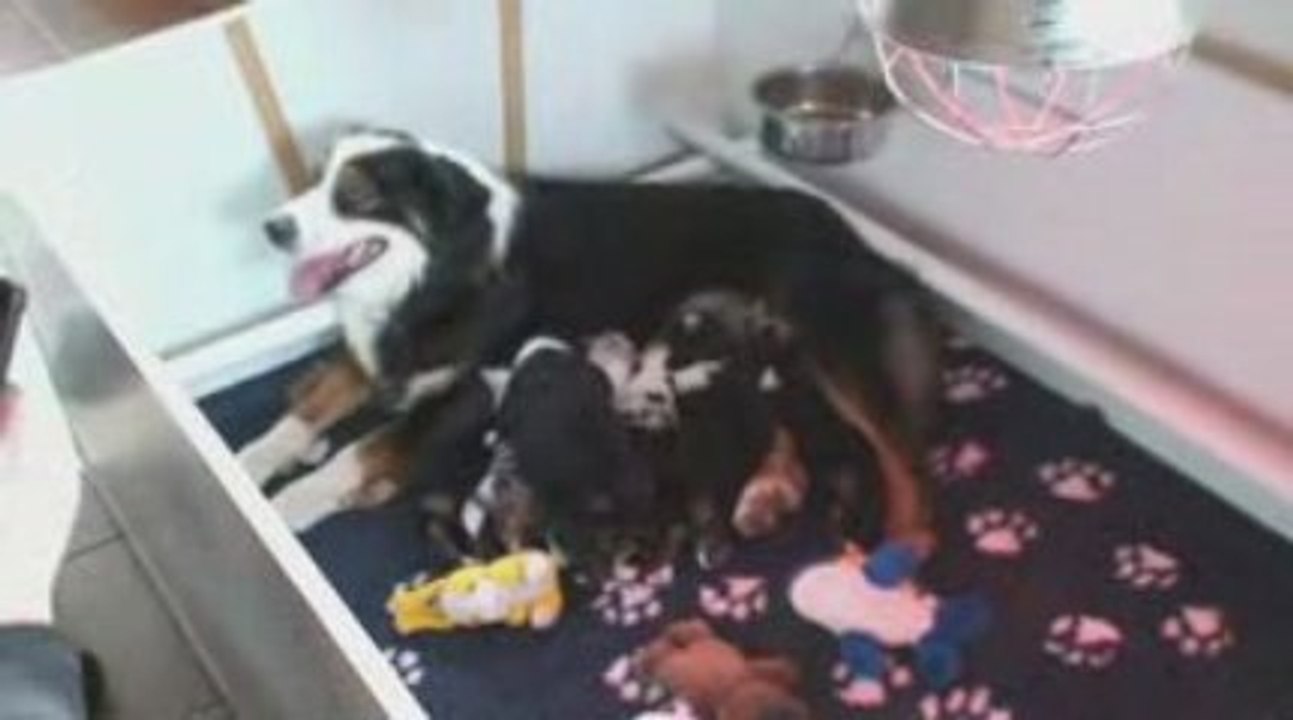 Berger australien Les bébés de Bahia