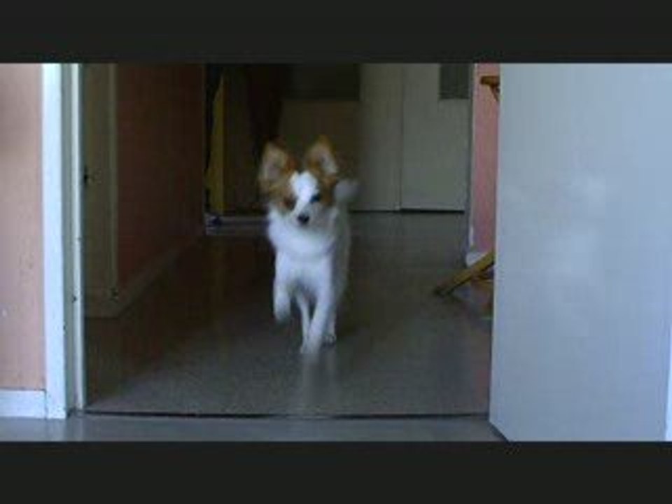 Montage photos et vidéos de ma Perle a voir très touchant