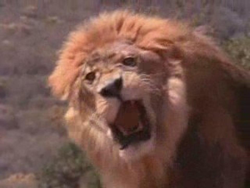 les leçons des singes
