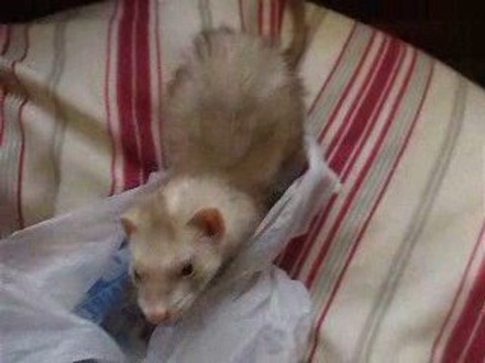 minouche petit lion ( furet)