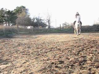 camargue dressage