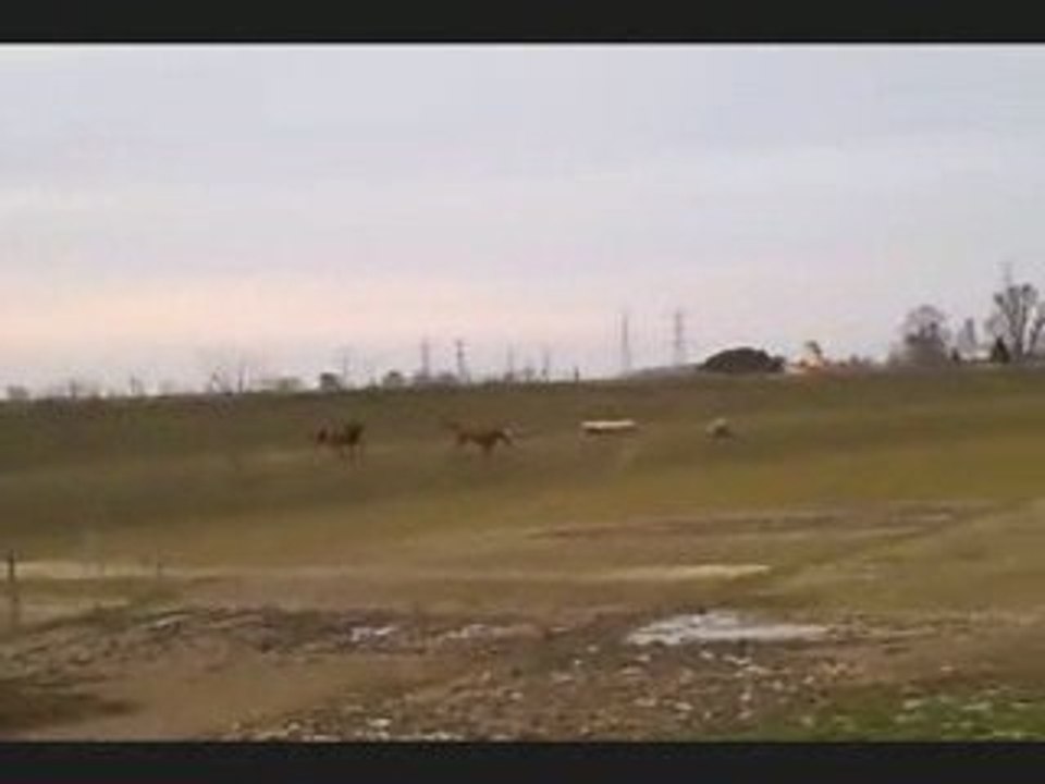 Juju et Liane au galop dans le cross