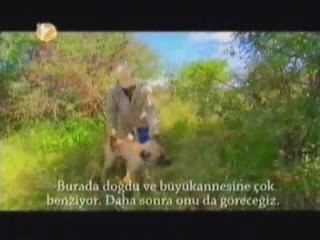 Afrikada doğal yaşamın ve barışın koruyucusu kangal