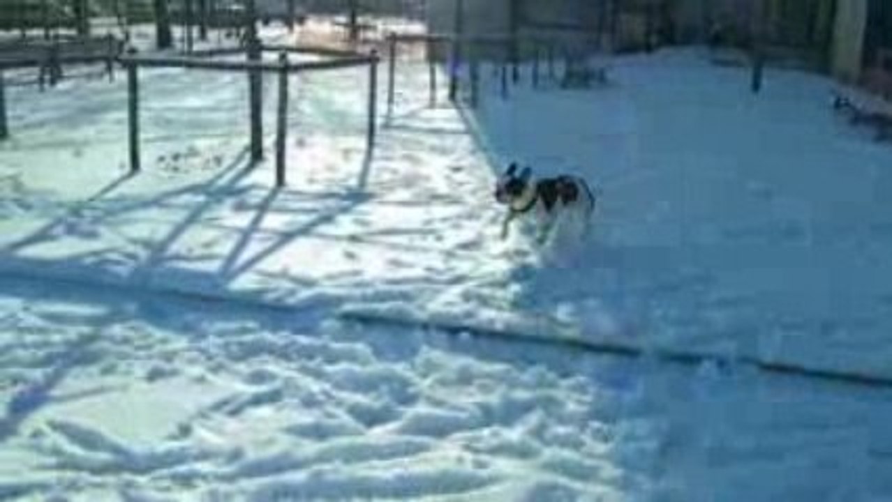 Caïd dans la neige !