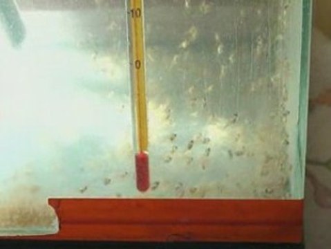 Reproduction scalaires