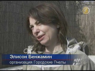 Улей на крыше офиса: чтобы сохранить жужжание пчел
