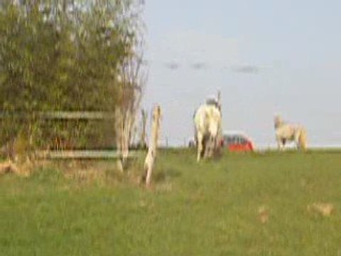 Rencontre au plein galop pour mes lousics !!!