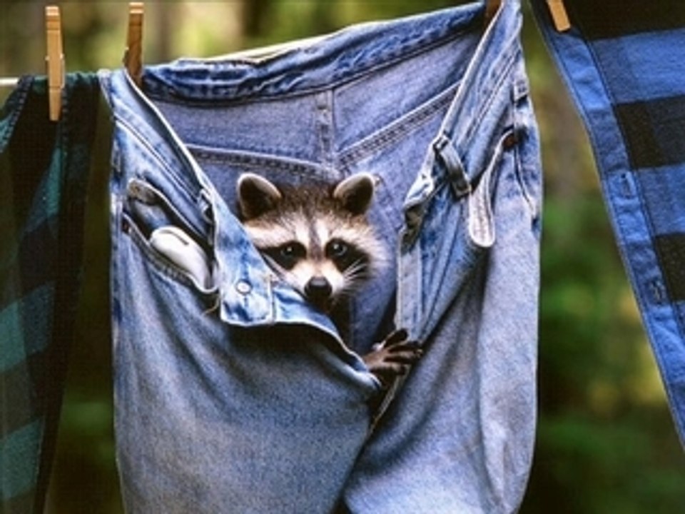 Adamo fait toi croq mort