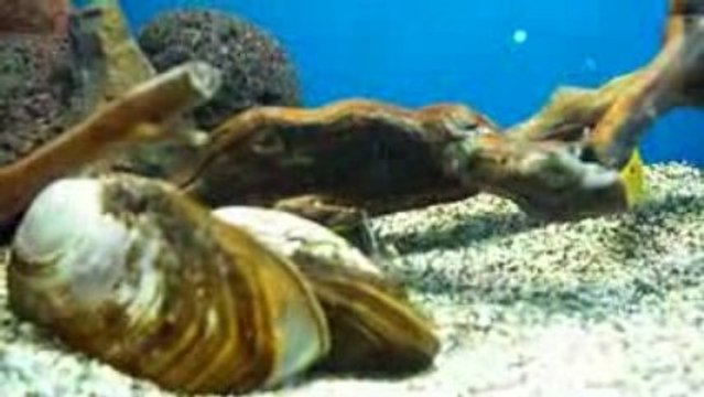 BİTKİLİ MALAWİ TANKIM