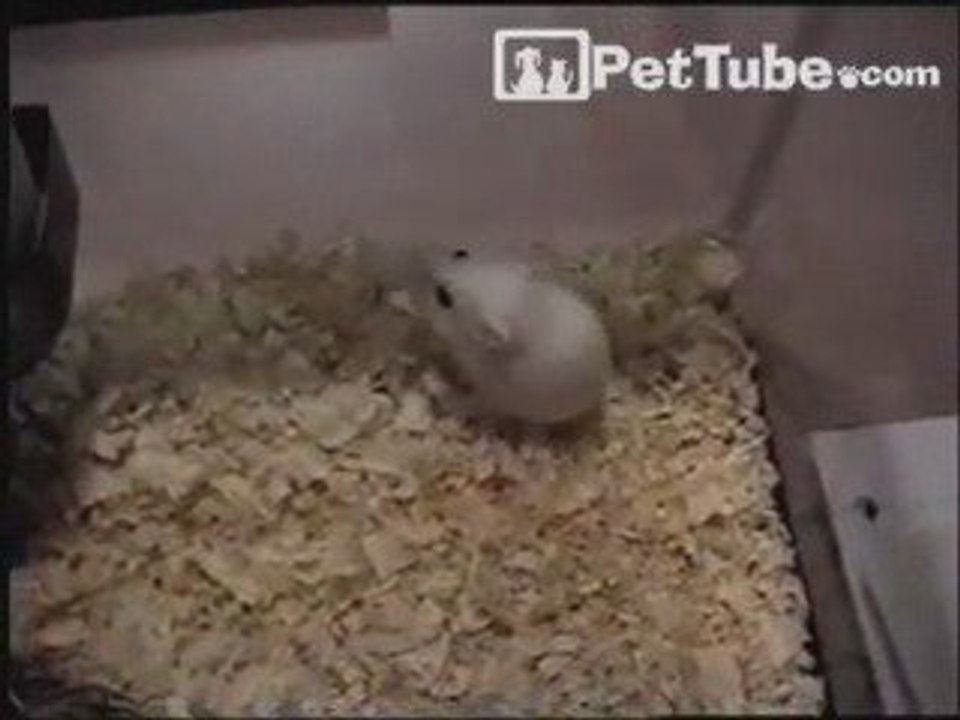 Hamster Flipping Out