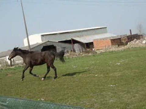 Bishon qui se roule puis, fait nimporte quoi