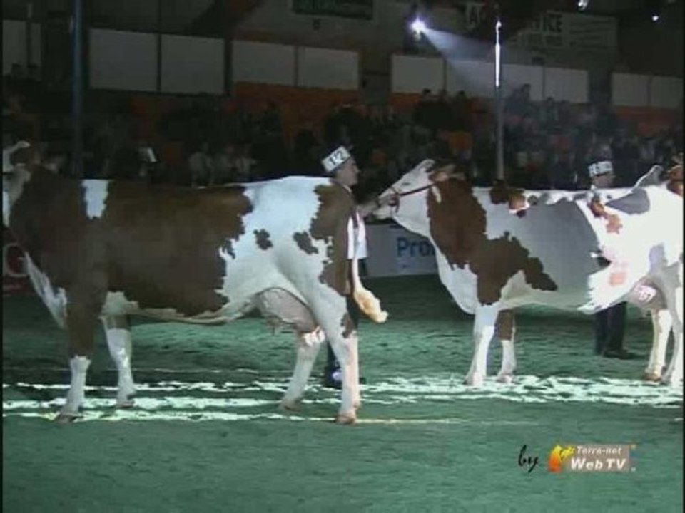 Montbéliarde – Quelles qualités pour être championne ?