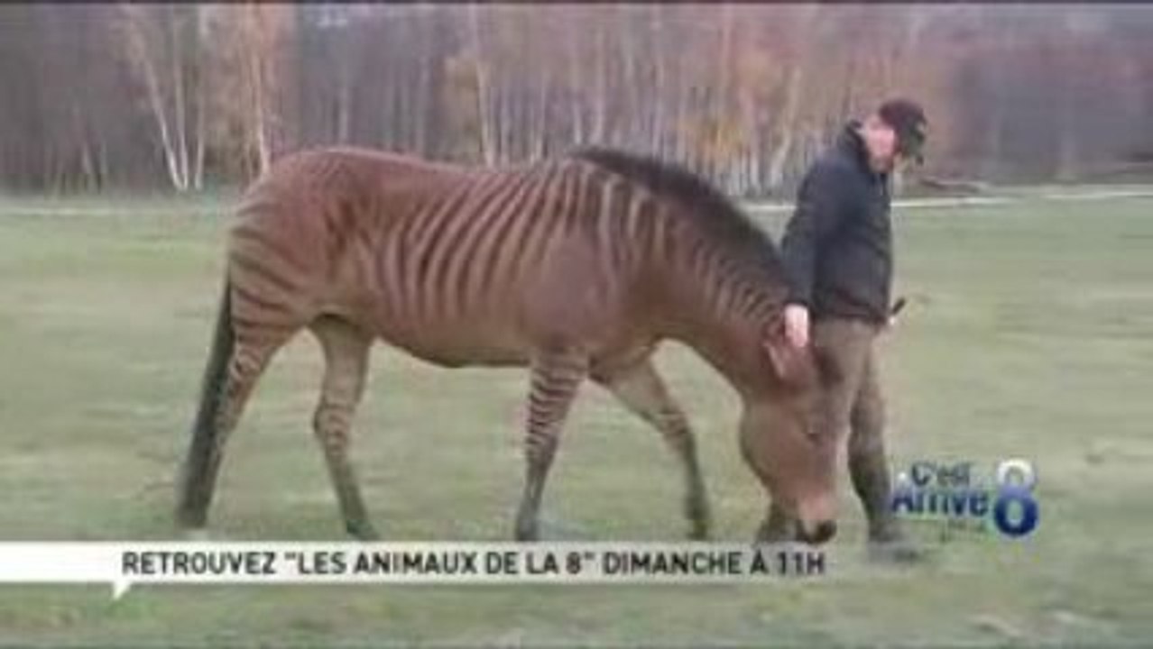 Le Zorse !!