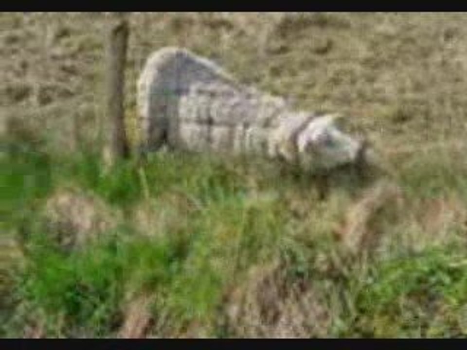0900-0245 schaap in nood