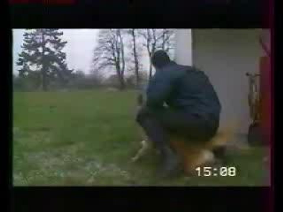 Entrainement chien-policier