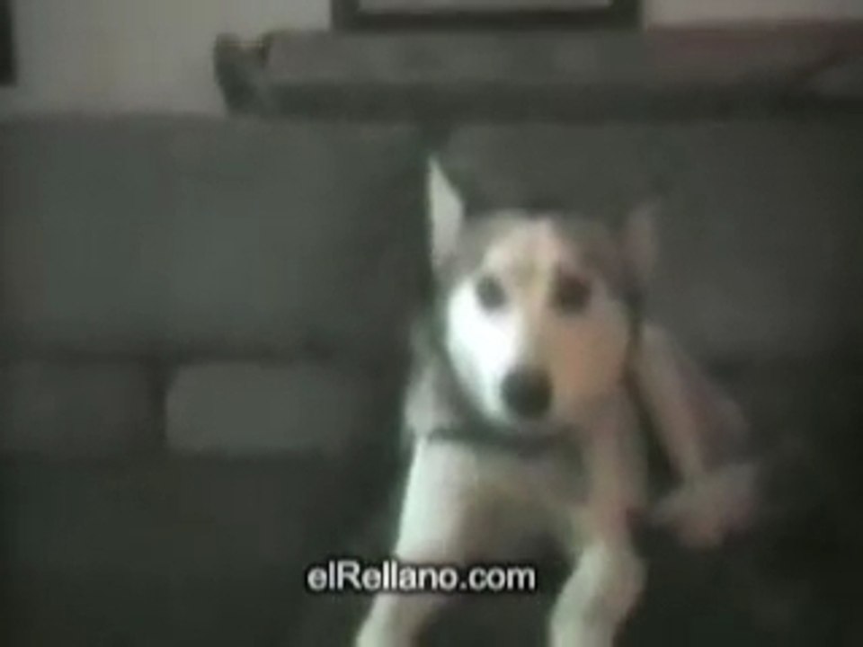 QUAND LES CHIENS PARLENT CHA DONNE CHA !!!