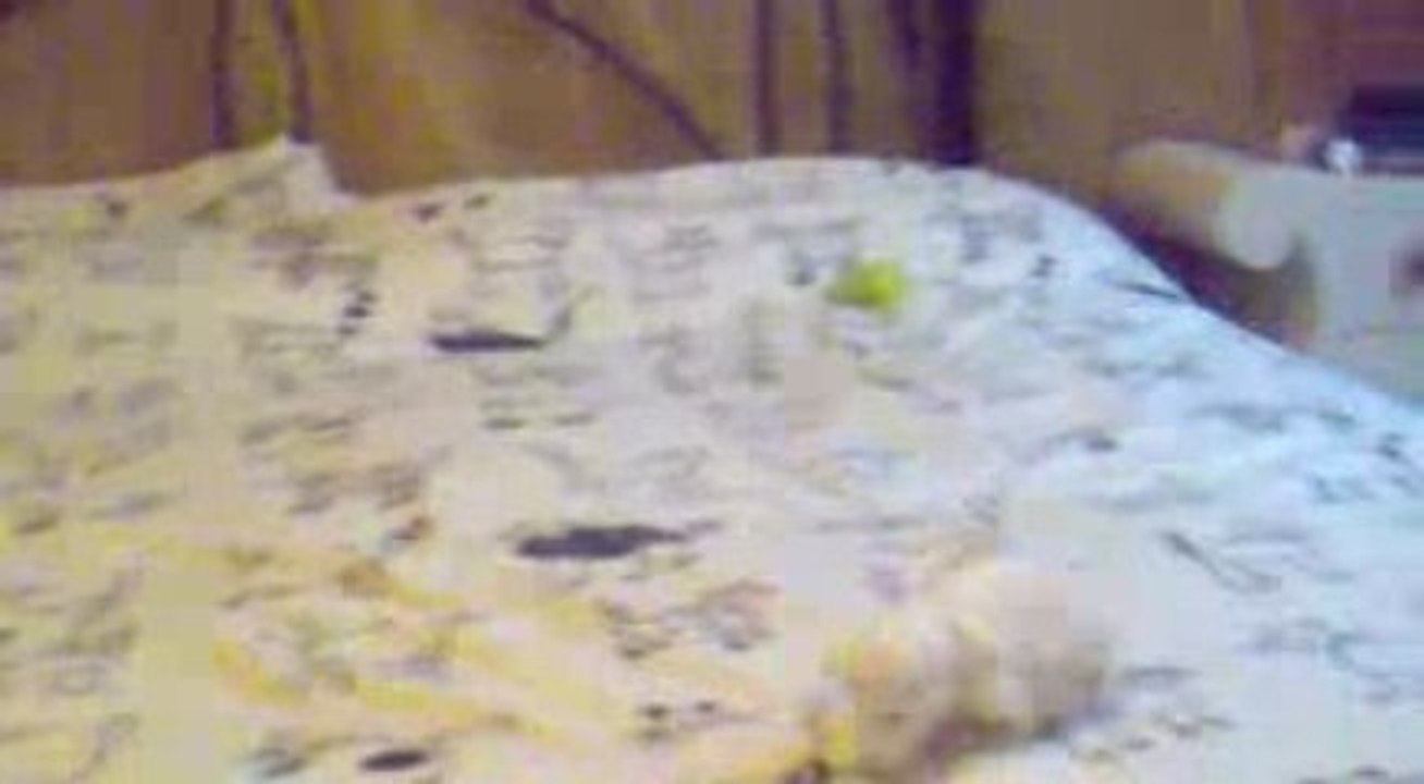 Ma petite chatte poilue...