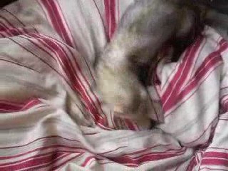 stitch furet association les furets de la deuxieme chance