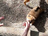 Petit Shiba de 5 semaines chez l'éleveuse