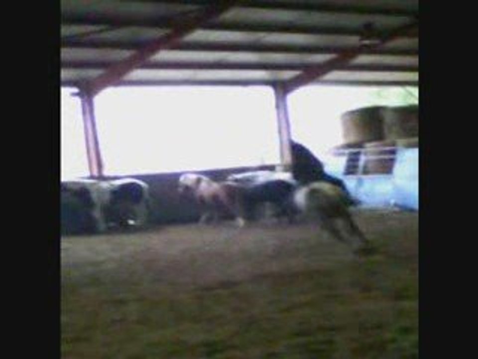 Mon galop 3 avec Lieutenant