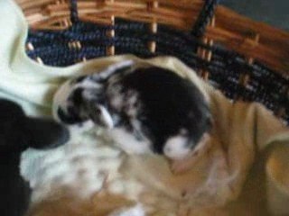 MVI_5648 bébés 11 jours