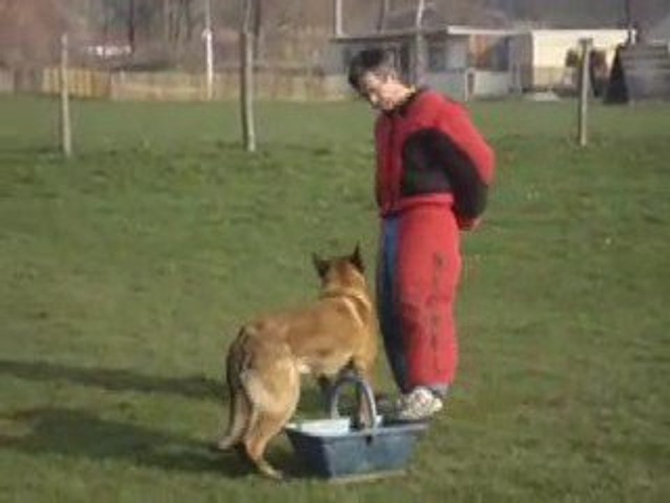 CCF Club Canin Forezien.Ocelot du Banc des Hermelles