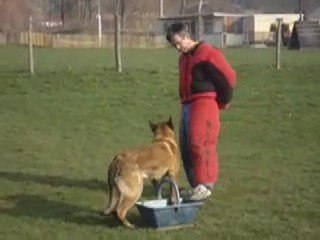 CCF Club Canin Forezien.Ocelot du Banc des Hermelles