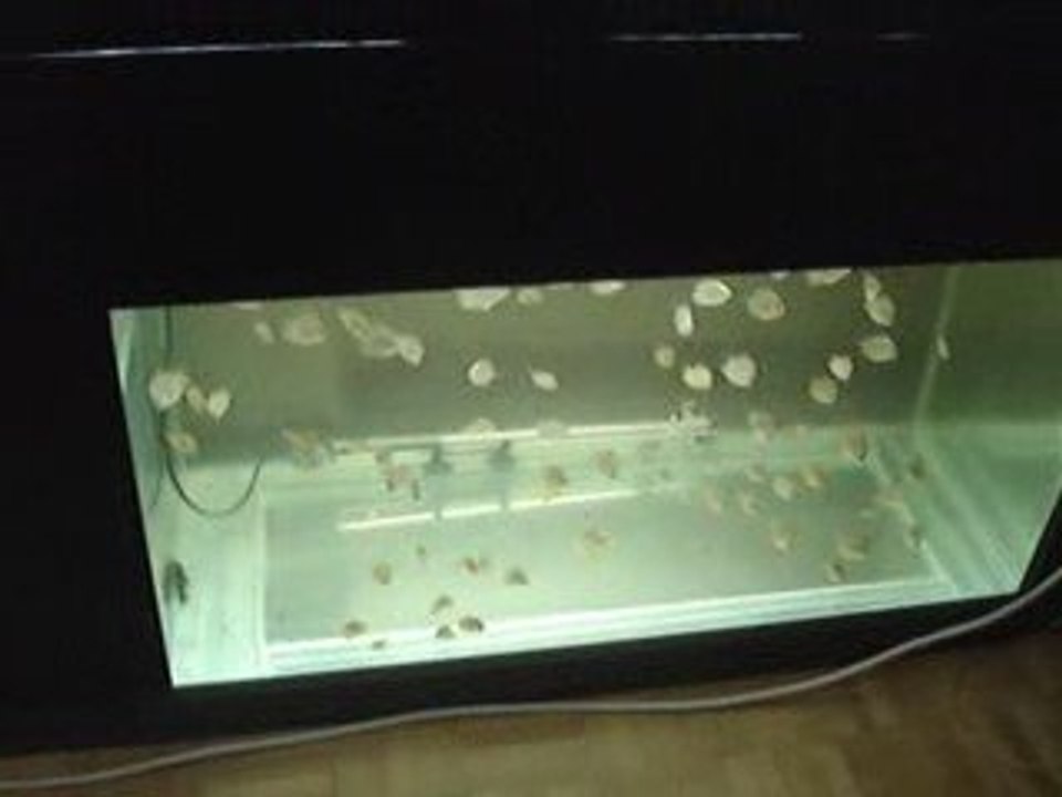 solid blue yavrular 51 günlük