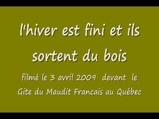 les cerfs de virginie devant chez nous